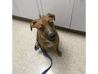 Adopt Ashley a Red/Golden/Orange/Chestnut - with White Rhodesian Ridgeback /