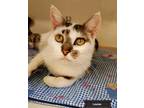 Adopt Louise a Spotted Tabby/Leopard Spotted Domestic Shorthair (short coat) cat