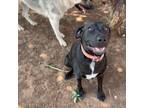 Adopt Texas Tea a Black Labrador Retriever