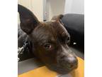Adopt Dale a Black - with White American Pit Bull Terrier / Mixed dog in
