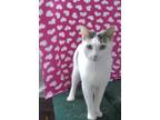 Adopt Tailless a White (Mostly) Domestic Shorthair (short coat) cat in Myrtle