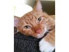 Adopt Maui a Orange or Red Domestic Shorthair / Mixed cat in Fort Wayne