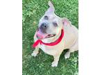 Adopt Bonnie a Staffordshire Bull Terrier