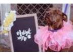 Adopt Gracie a Brindle American Pit Bull Terrier / Mixed dog in Blanchard