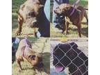 Adopt Tank a Brindle American Pit Bull Terrier / Mixed dog in Blanchard