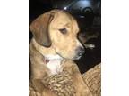 Adopt Parachute (para) a Tan/Yellow/Fawn - with Black Rottweiler / Beagle /