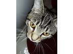 Adopt Sir Francis a Spotted Tabby/Leopard Spotted Domestic Mediumhair / Mixed