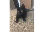 Adopt Lola a All Black Domestic Shorthair / Mixed cat in Rangely, CO (25931553)