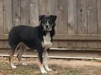 Adopt Chloe a Bernese Mountain Dog