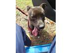 Adopt Tyson a Brindle American Pit Bull Terrier / Mixed dog in Augusta