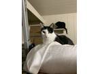 Adopt Kelli a American Shorthair