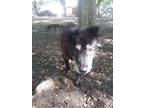 Adopt Spunky a Black - with Gray or Silver Mixed Breed (Medium) / Mixed dog in