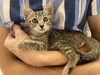 Adopt Theory a Brown Tabby Domestic Shorthair / Mixed (short coat) cat in San