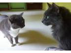 Adopt Blue and Petunia a Gray or Blue (Mostly) Domestic Mediumhair / Mixed cat