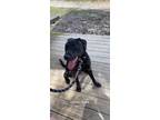 Adopt Cooper a Black Labrador Retriever / American Pit Bull Terrier / Mixed dog