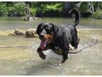 Adopt Admiral a Black - with Tan, Yellow or Fawn Rottweiler / Mixed dog in