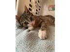 Adopt Harold a Tiger Striped Domestic Shorthair / Mixed cat in Charlotte