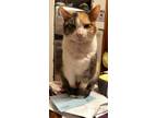 Adopt Annabelle a Calico or Dilute Calico Domestic Shorthair / Mixed cat in