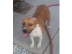 Adopt Bella a Tan/Yellow/Fawn - with White American Pit Bull Terrier / Mixed dog