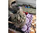 Adopt Tiny a Gray, Blue or Silver Tabby Domestic Longhair (long coat) cat in