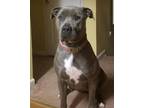 Adopt Pebbles a Gray/Blue/Silver/Salt & Pepper American Staffordshire Terrier /