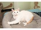 Adopt Butternut a White (Mostly) Domestic Shorthair (short coat) cat in Chicago