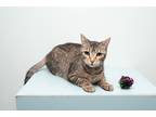 Adopt Tabitha a Brown Tabby Domestic Shorthair (short coat) cat in Chicago