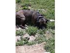 Adopt Ella a Brindle Labrador Retriever / American Pit Bull Terrier dog in