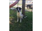 Adopt Rex a Black - with White Great Pyrenees / Bernese Mountain Dog / Mixed dog