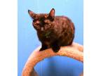 Adopt Tara a Tortoiseshell