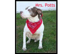 Adopt Mrs Potts a Pointer, Terrier