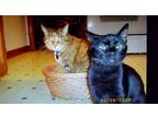 Adopt Tiger and Midnight a Tan or Fawn (Mostly) Domestic Shorthair / Mixed cat