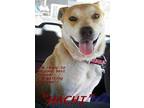 Adopt Hashiko a Tan/Yellow/Fawn Labrador Retriever / Jindo / Mixed dog in El