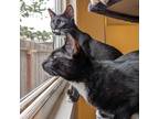 Adopt Rye & Oats a Black & White or Tuxedo Domestic Shorthair (short coat) cat