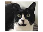 Adopt Arnie a Black & White or Tuxedo Domestic Longhair / Mixed cat in