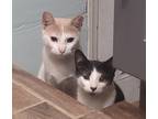 Adopt TINKLE & TWINKLE-Furry Stars a Cream or Ivory (Mostly) Domestic Shorthair