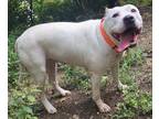 Adopt Ava a White Pit Bull Terrier / Mixed dog in Cincinnati, OH (29347529)