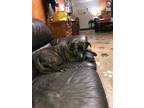 Adopt Xena a Brindle - with White Labrador Retriever / Mixed dog in Grand Ronde