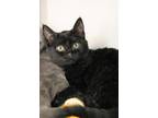Adopt Sicamore a Black (Mostly) Domestic Shorthair (short coat) cat in