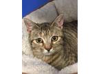 Adopt Olivia a Brown Tabby Domestic Shorthair (short coat) cat in Bryson City