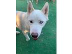 Adopt COMET a Red/Golden/Orange/Chestnut - with White Siberian Husky / Mixed dog