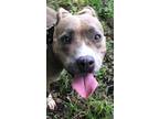 Adopt Olive a Red/Golden/Orange/Chestnut - with White American Pit Bull Terrier