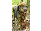 Adopt Louie a Brindle Border Collie / Mixed dog in Capon Bridge, WV (24158900)