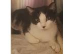 Adopt Lucy a Black & White or Tuxedo Domestic Mediumhair (medium coat) cat in