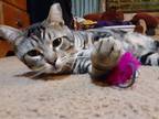 Adopt Oscar a Brown Tabby Domestic Shorthair (short coat) cat in Eureka