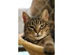 Adopt delilah a Brown Tabby Domestic Shorthair (short coat) cat in Pottsville