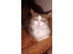 Adopt Avsallar (Avi) a Turkish Van, Turkish Angora