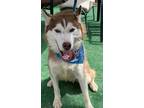 Adopt SCOUT a Red/Golden/Orange/Chestnut Siberian Husky / Mixed dog in Valencia