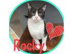 Adopt Rocky a Black & White or Tuxedo Domestic Shorthair (short coat) cat in
