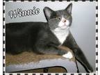 Adopt Winnie a Gray or Blue Domestic Shorthair (short coat) cat in Hickory